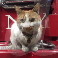 FEATURE - Carlow die Feuerwehrkatze 