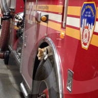 FEATURE - Carlow die Feuerwehrkatze 