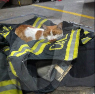 FEATURE - Carlow die Feuerwehrkatze 