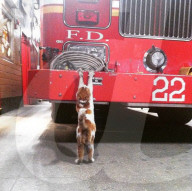 FEATURE - Carlow die Feuerwehrkatze 
