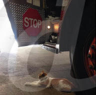 FEATURE - Carlow die Feuerwehrkatze 