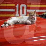 FEATURE - Carlow die Feuerwehrkatze 