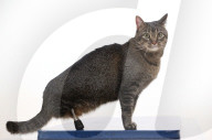 FEATURE - Vincent die Katze kann dank Titanbeinen laufen