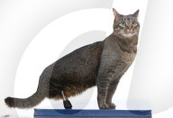 FEATURE - Vincent die Katze kann dank Titanbeinen laufen