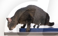 FEATURE - Vincent die Katze kann dank Titanbeinen laufen
