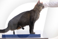 FEATURE - Vincent die Katze kann dank Titanbeinen laufen
