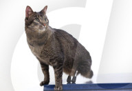 FEATURE - Vincent die Katze kann dank Titanbeinen laufen