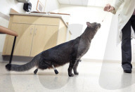 FEATURE - Vincent die Katze kann dank Titanbeinen laufen