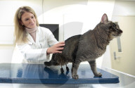 FEATURE - Vincent die Katze kann dank Titanbeinen laufen