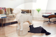 FEATURE - Kratzhund für Katzen