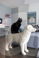 FEATURE - Kratzhund für Katzen