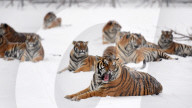 FEATURE - Sibirische Tiger erfreuen sich am Schnee im Zoo von Hailin