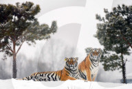 FEATURE - Sibirische Tiger erfreuen sich am Schnee im Zoo von Hailin