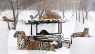 FEATURE - Sibirische Tiger erfreuen sich am Schnee im Zoo von Hailin