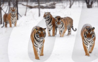 FEATURE - Sibirische Tiger erfreuen sich am Schnee im Zoo von Hailin