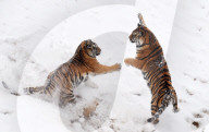 FEATURE - Sibirische Tiger erfreuen sich am Schnee im Zoo von Hailin