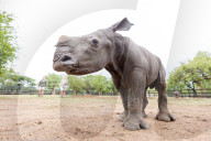 FEATURE - Verwaisten Baby-Nashorn namens 'Balu' wird wieder gesund in Südafrika