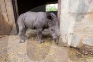 FEATURE - Verwaisten Baby-Nashorn namens 'Balu' wird wieder gesund in Südafrika