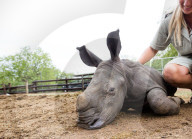 FEATURE - Verwaisten Baby-Nashorn namens 'Balu' wird wieder gesund in Südafrika