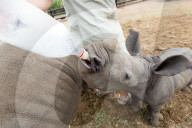 FEATURE - Verwaisten Baby-Nashorn namens 'Balu' wird wieder gesund in Südafrika