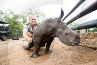 FEATURE - Verwaisten Baby-Nashorn namens 'Balu' wird wieder gesund in Südafrika