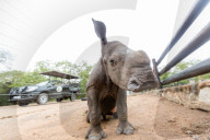 FEATURE - Verwaisten Baby-Nashorn namens 'Balu' wird wieder gesund in Südafrika