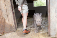 FEATURE - Verwaisten Baby-Nashorn namens 'Balu' wird wieder gesund in Südafrika