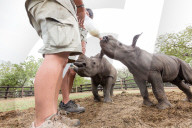 FEATURE - Verwaisten Baby-Nashorn namens 'Balu' wird wieder gesund in Südafrika