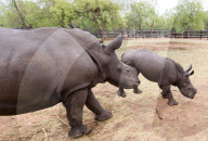 FEATURE - Verwaisten Baby-Nashorn namens 'Balu' wird wieder gesund in Südafrika