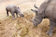 FEATURE - Verwaisten Baby-Nashorn namens 'Balu' wird wieder gesund in Südafrika