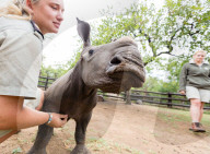 FEATURE - Verwaisten Baby-Nashorn namens 'Balu' wird wieder gesund in Südafrika