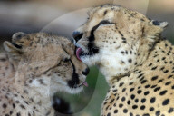 FEATURE - Cheetah Fünflinge feiern ihren 1. Geburtstag in einem tschechischen Zoo