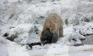 FEATURE - Victoria Der Eisbär ist fröhlich an ihrem Geburtstag