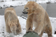 FEATURE - Victoria Der Eisbär ist fröhlich an ihrem Geburtstag