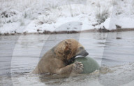 FEATURE - Victoria Der Eisbär ist fröhlich an ihrem Geburtstag
