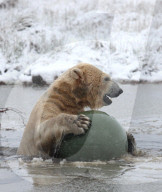 FEATURE - Victoria Der Eisbär ist fröhlich an ihrem Geburtstag