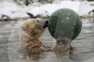 FEATURE - Victoria Der Eisbär ist fröhlich an ihrem Geburtstag