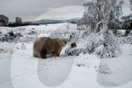 FEATURE - Victoria Der Eisbär ist fröhlich an ihrem Geburtstag