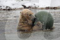 FEATURE - Victoria Der Eisbär ist fröhlich an ihrem Geburtstag