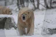 FEATURE - Victoria Der Eisbär ist fröhlich an ihrem Geburtstag