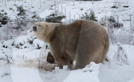 FEATURE - Victoria Der Eisbär ist fröhlich an ihrem Geburtstag