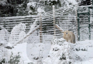 FEATURE - Victoria Der Eisbär ist fröhlich an ihrem Geburtstag