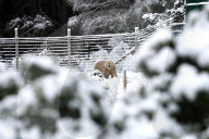 FEATURE - Victoria Der Eisbär ist fröhlich an ihrem Geburtstag