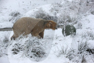 FEATURE - Victoria Der Eisbär ist fröhlich an ihrem Geburtstag