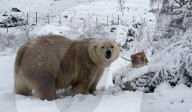 FEATURE - Victoria Der Eisbär ist fröhlich an ihrem Geburtstag