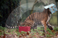 FEATURE - Tiger hat ein neues Spielzeug für Weihnachten bekommen