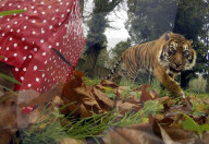 FEATURE - Tiger hat ein neues Spielzeug für Weihnachten bekommen