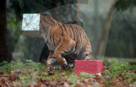 FEATURE - Tiger hat ein neues Spielzeug für Weihnachten bekommen