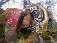 FEATURE - Tiger hat ein neues Spielzeug für Weihnachten bekommen