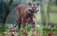 FEATURE - Tiger hat ein neues Spielzeug für Weihnachten bekommen
